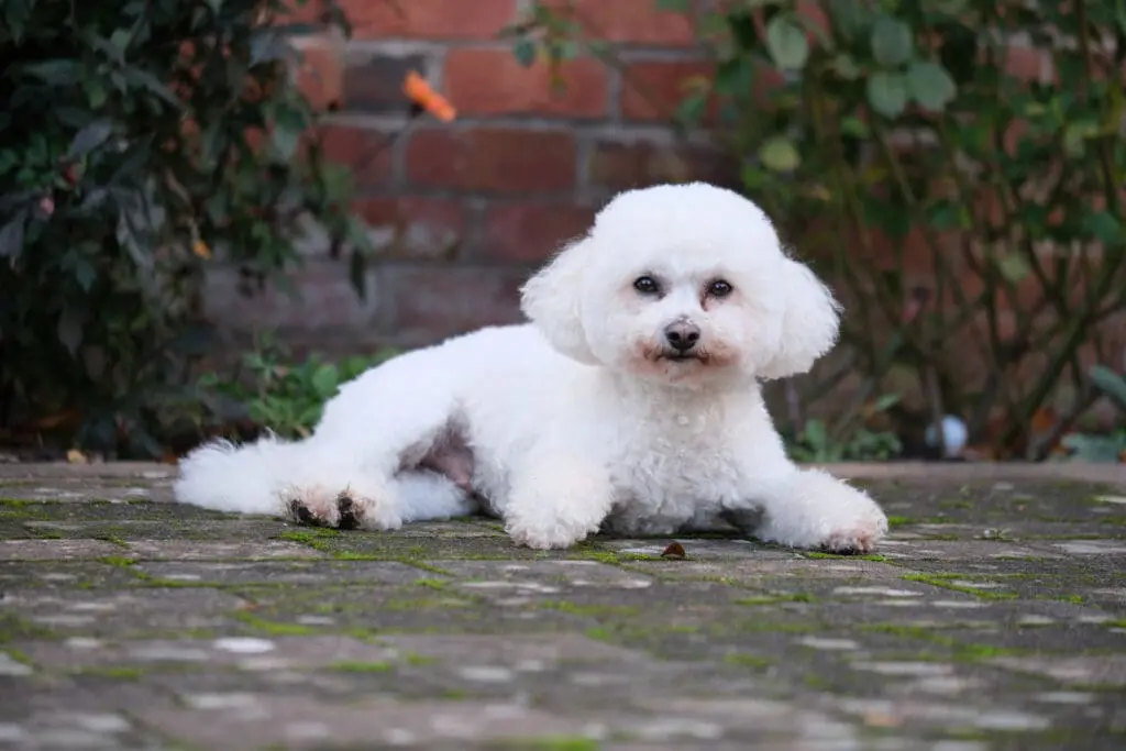 Bichon Frisé
